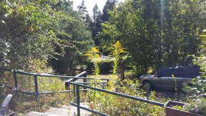 bilder-wild-2133-kopie